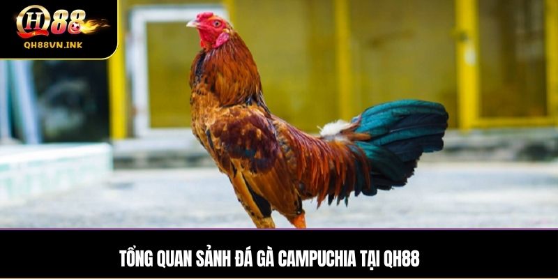 Tổng quan sảnh đá gà Campuchia tại QH88