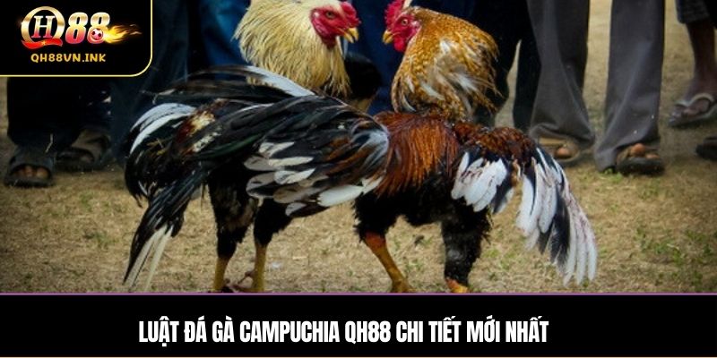 Luật đá gà Campuchia QH88 chi tiết mới nhất