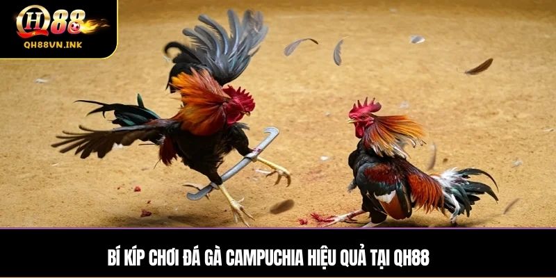 Bí kíp chơi đá gà campuchia hiệu quả tại QH88