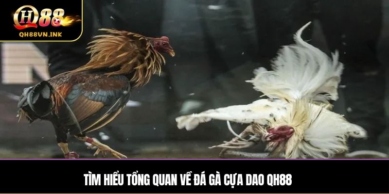 Tìm hiểu tổng quan về đá gà cựa dao QH88