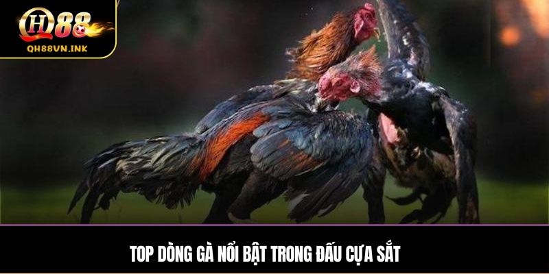 Top dòng gà nổi bật trong đấu cựa sắt