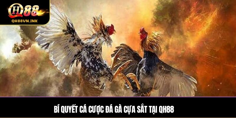 Lý do QH88 thu hút nhiều người chơi đá gà Cựa Sắt