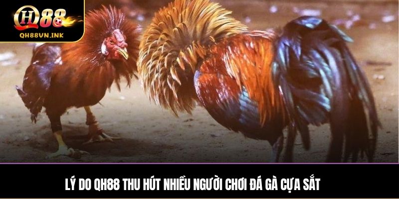 Lý do QH88 thu hút nhiều người chơi đá gà cựa Sắt
