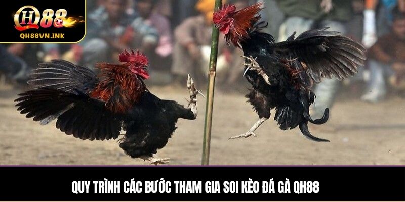 Quy trình các bước tham gia soi kèo đá gà qh88
