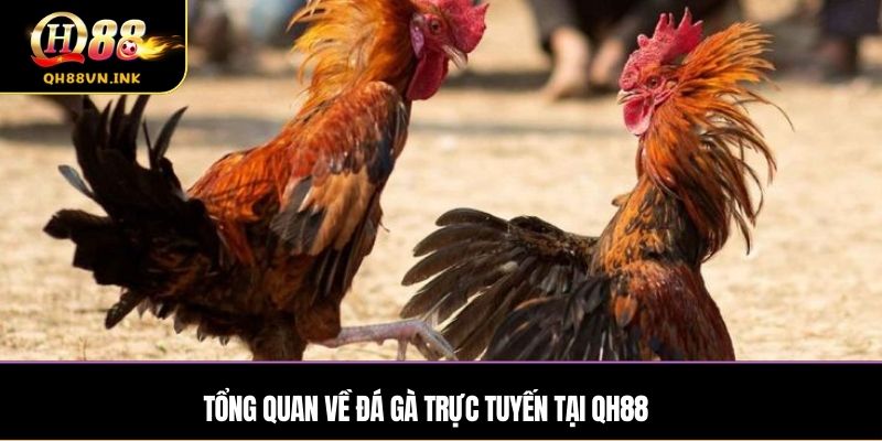 Tổng quan về đá gà trực tuyến tại qh88