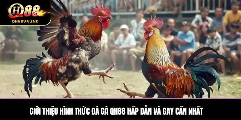 Giới thiệu hình thức đá gà qh88 hấp dẫn và gay cấn nhất