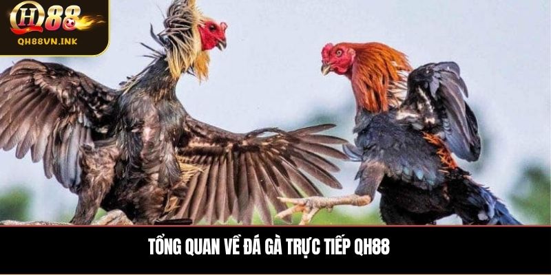 Tổng quan về đá gà trực tiếp QH88