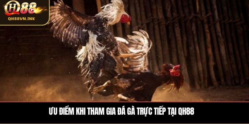 Ưu điểm khi tham gia đá gà trực tiếp tại QH88