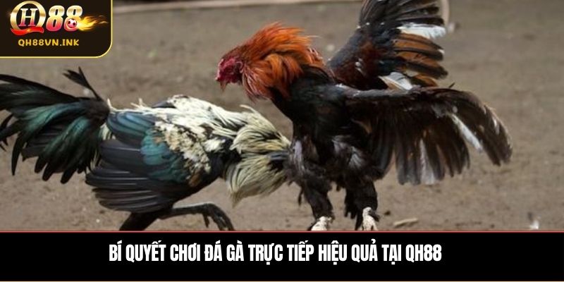 Bí quyết chơi đá gà trực tiếp hiệu quả tại QH88